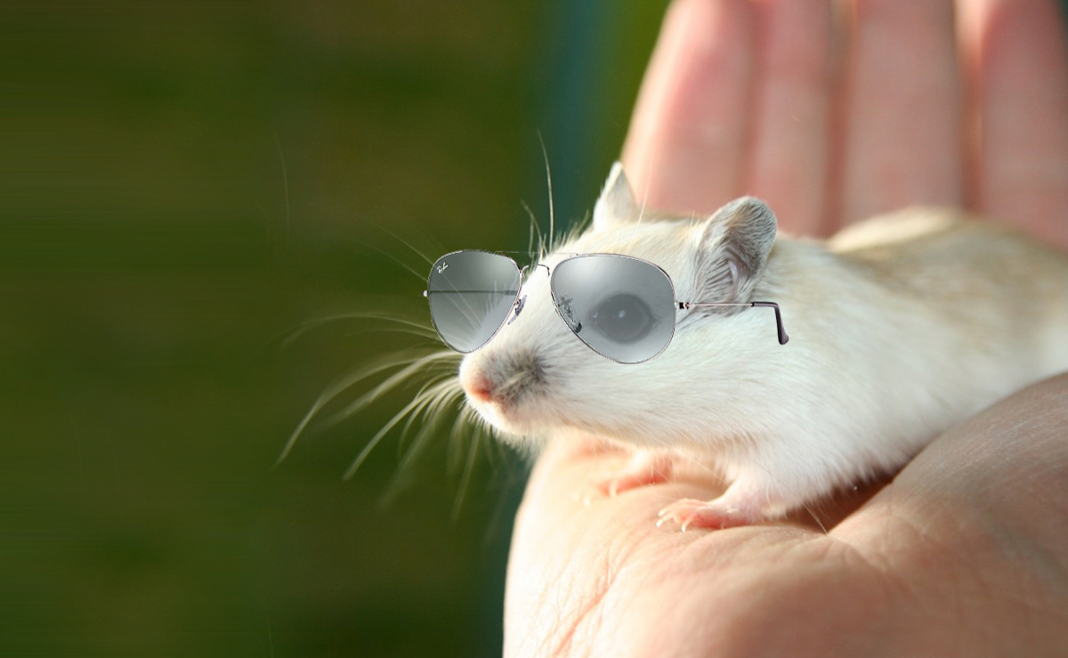 Gerbil Responsible For Quantum Reality Shift Retiring